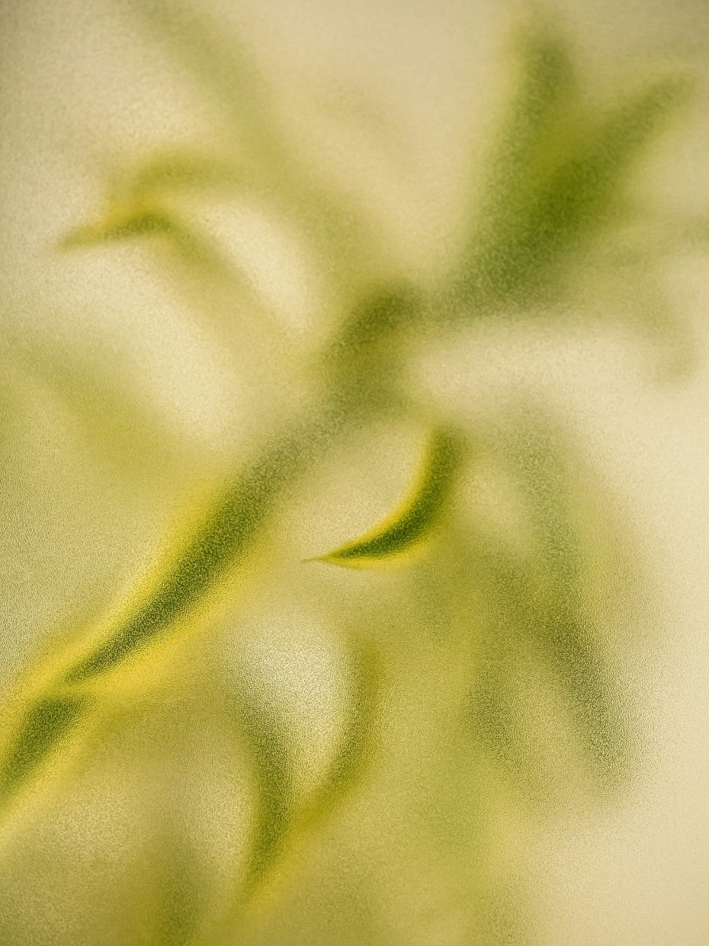 Body Serum • Woody Patchouli