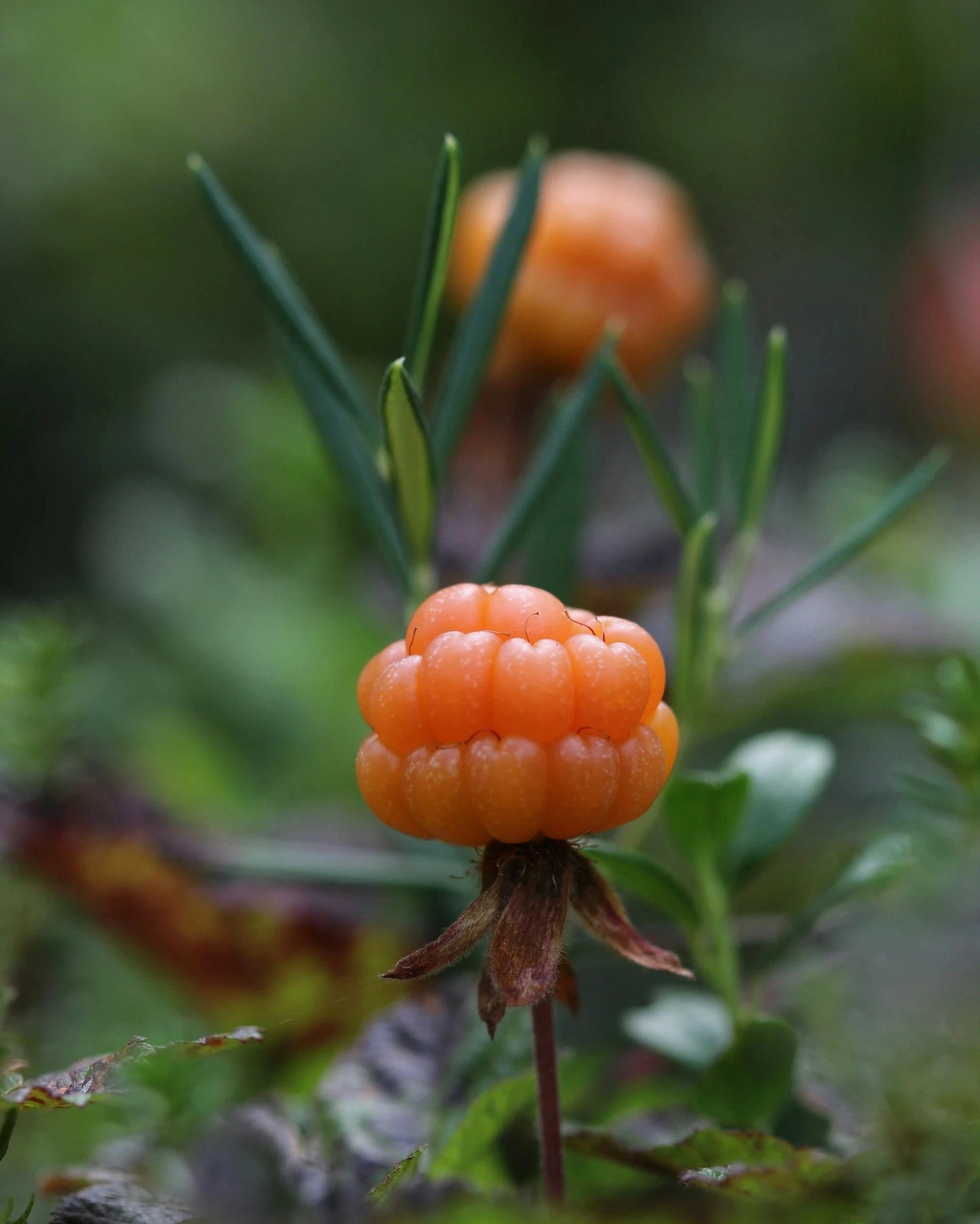 Nourishing Rich Cream • Noir Blanc