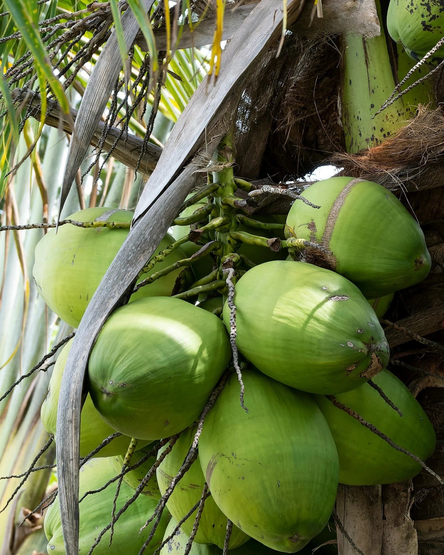 Hand Wash • Minty Cedar