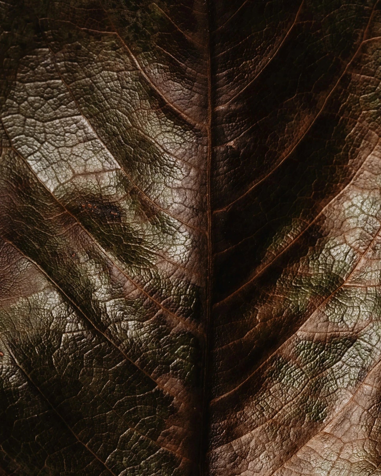 Silk Skin Hand Cream • Amber Leather