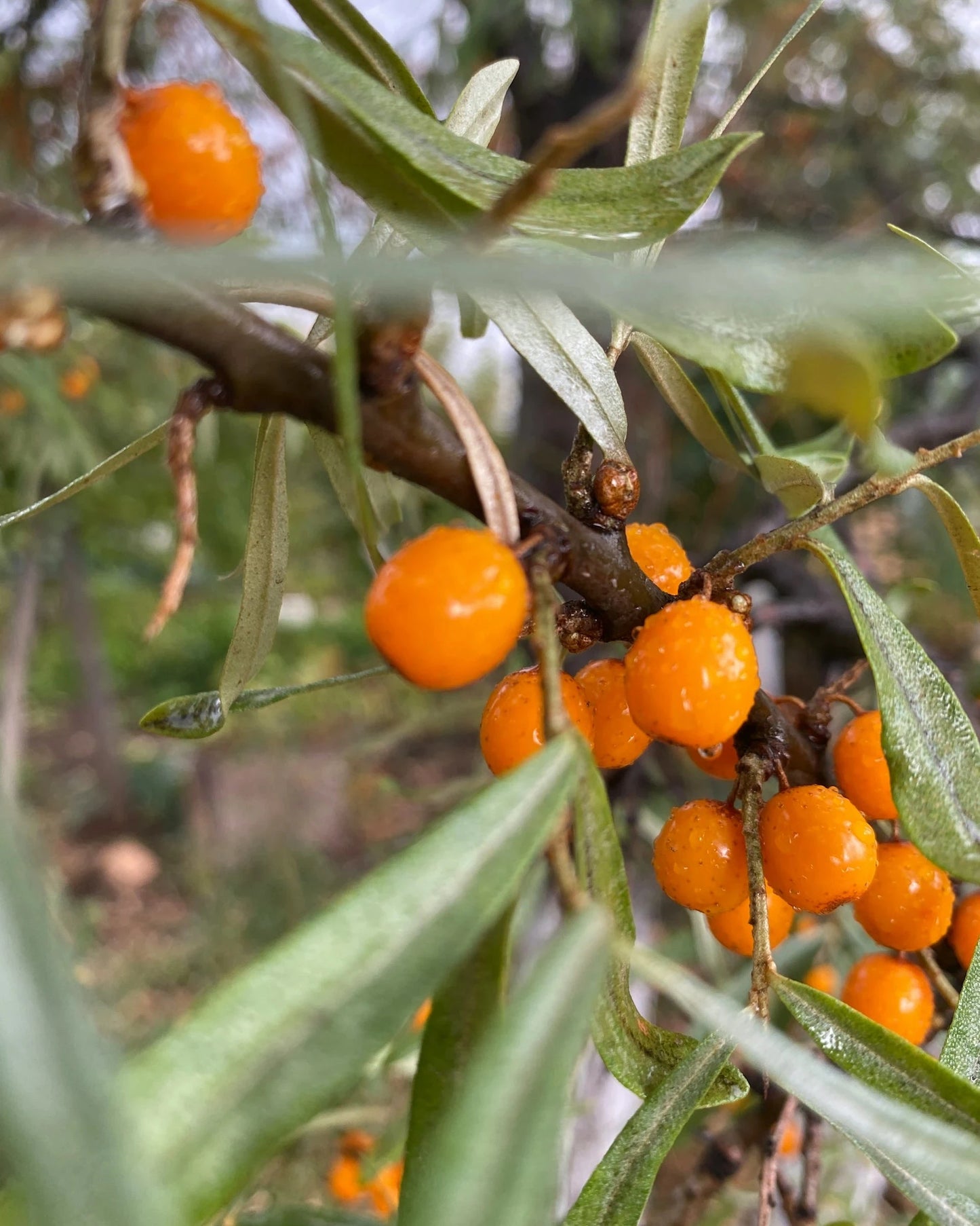Vitamin C Serum • Mandarin Soleil
