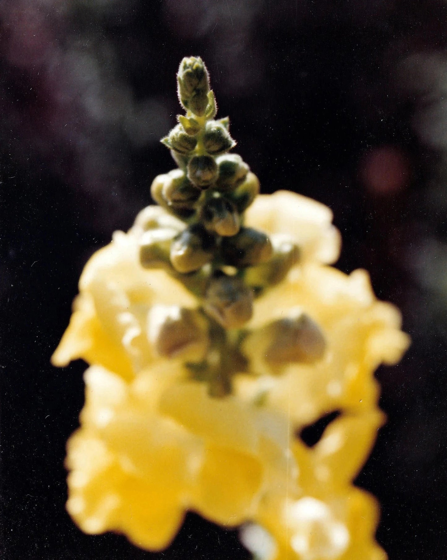 Pigment Perfecting Serum • Vetivier Blanc