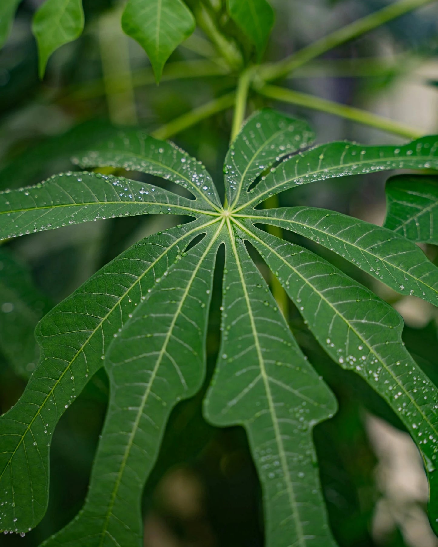 Acne Spot Care • Botanic Clear