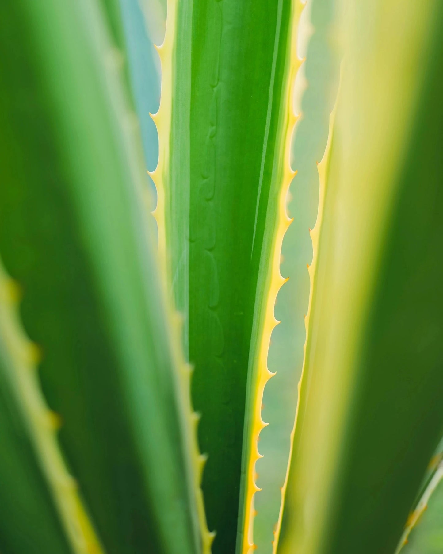 Anti-Age Day Cream • Floral Serenity
