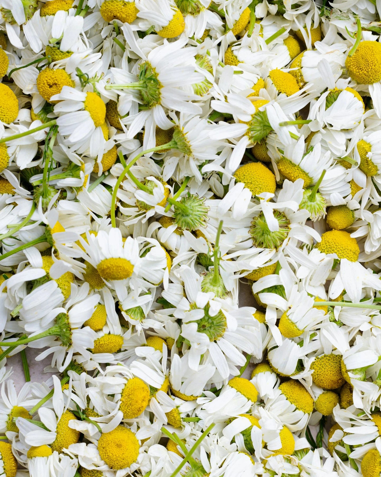 Moisturising Day Cream • Floral Haze