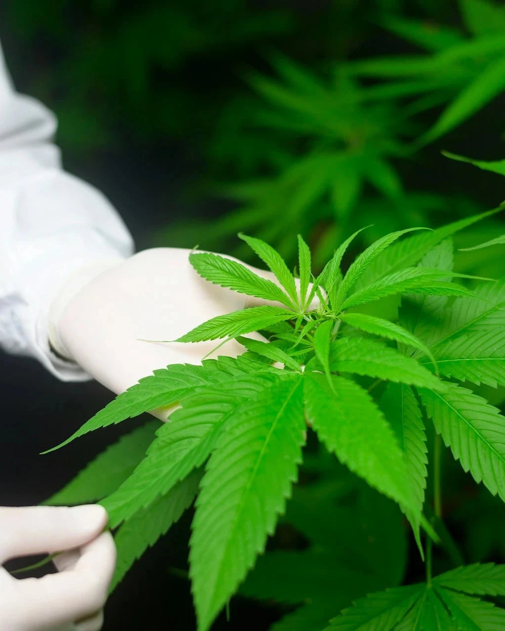 Calming Eye Cream • Floral Hush