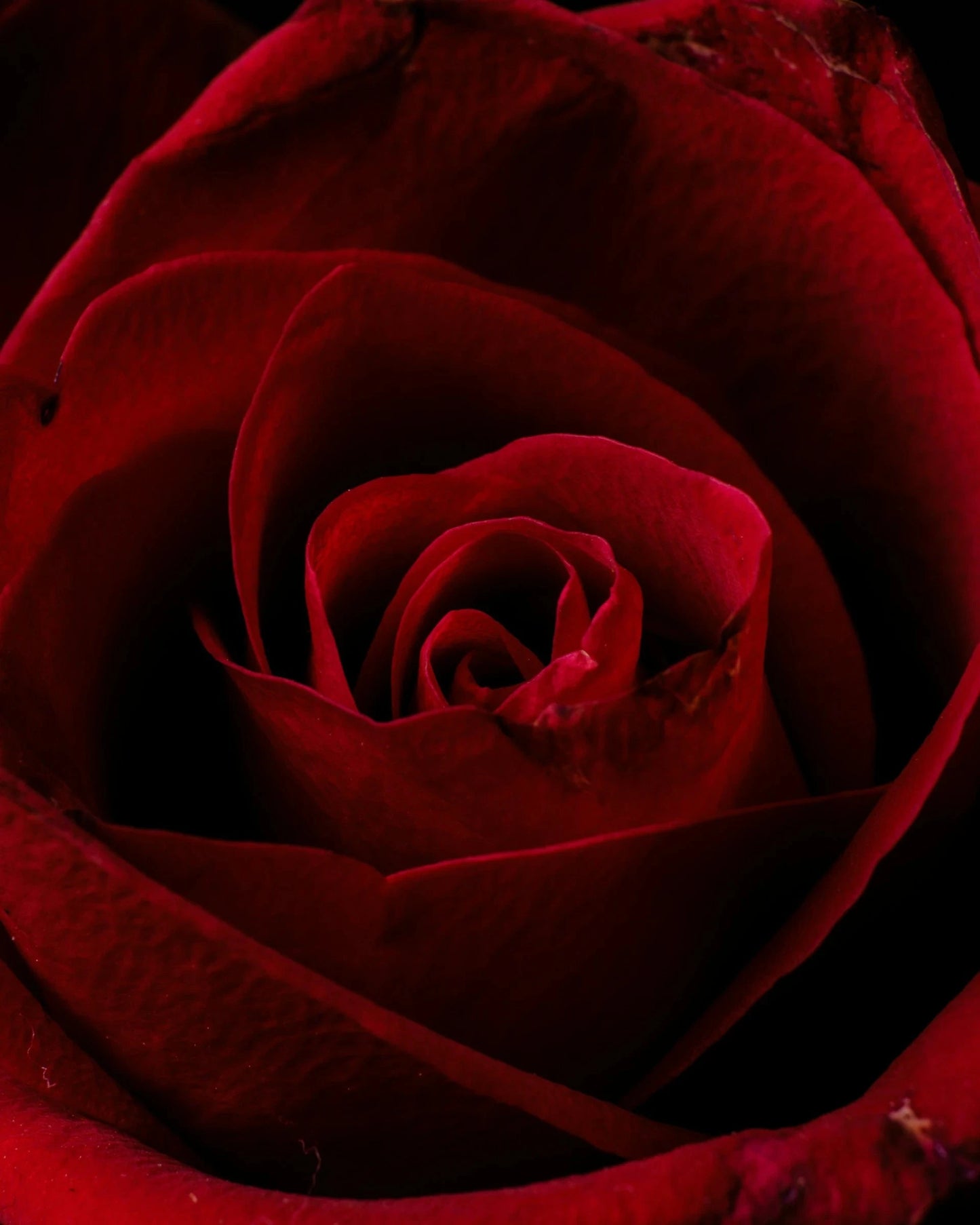 Toner Hydratant • Floral Infusion